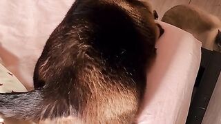 burnt cat