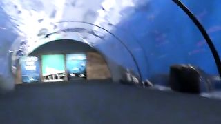Shark broke the aquarium