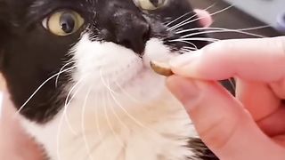 Funniest Animals 2023 3