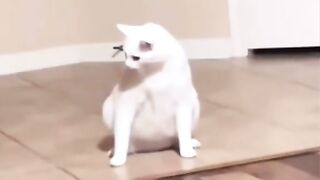 Tingkah lucu kucing