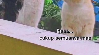 Kucing bertengkar