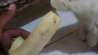 Kelinci sedang makan pisang nangka