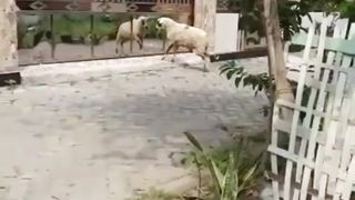 Funny moment of the sheep