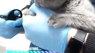 Funny video Dog & cat