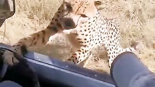 Cheetah 2