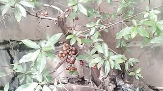 where are you guys what fruit?