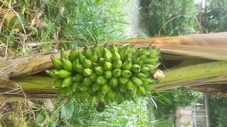 Pisang ajaib