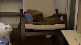 Trying to take the ball