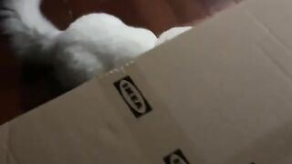 I'm the fastest cat!!
