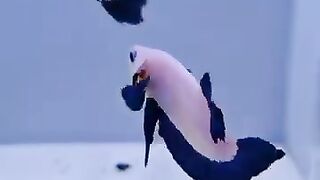 Beta Fish Blue Rim