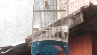 Burung kenari