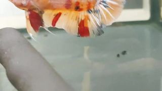 very nice fish many colors