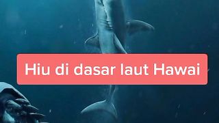 Shark caught on camera