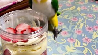 Parrot love bird video????️️ subscribe my channel