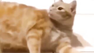 COMPILATION FUNNY SHORT
