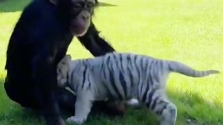 Monkey and tiges baby