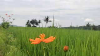 auto focus