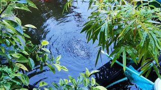 Natural Fish Pond ...!!!
