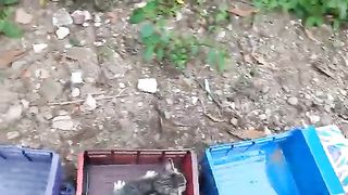 FUNNY CAT AND SMART