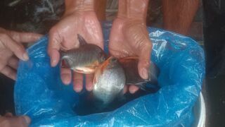 Bibit ikan bawal untuk pembesaran