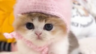 Cut cat❤️❤️❤️❤️