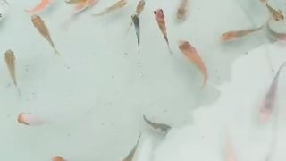 Sisa anakan ikan koi