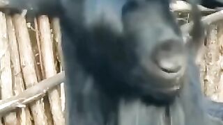 FUNNY MEME VIRAL TIKTOK