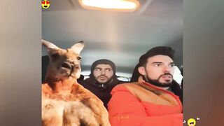 Random Funny Videos 2