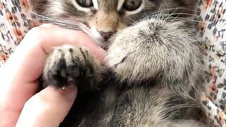 Cute kitten 3