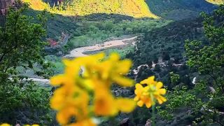 Spring wild flowers