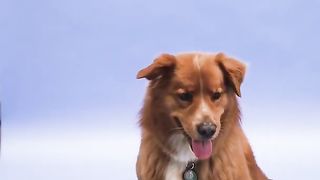Good dog 3