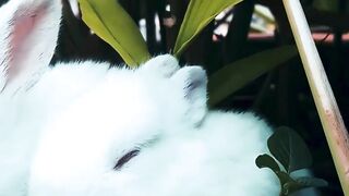 Babby Rabbits and Rat's eating life