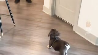 smart dog game