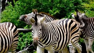 unique and interesting animal sounds