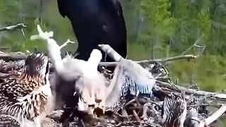 Baby eagle