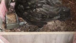 Turkey birds at home
