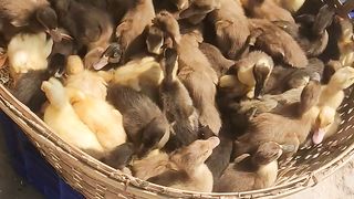 Baby ducks are selling in the market.