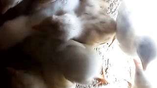 Pomegranate studio ornamental chicks