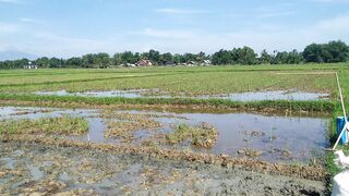 Lagu ngurus sawah kok ada ininya y