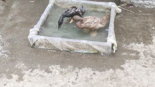 Ducks are bathing on the roof