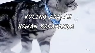 Cats protect humans
