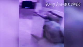 funny animal 13