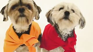 Dog together