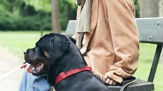 Rottwailer dog