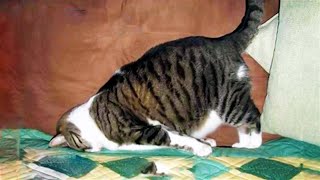 FUNNY CAT MEMES COMPILATION V01 2