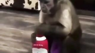 funnyanimals 3