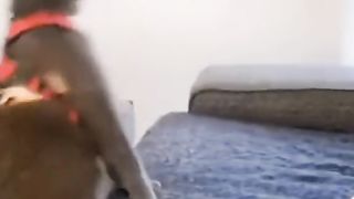 funnyanimals 4