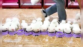 funnyanimals 5