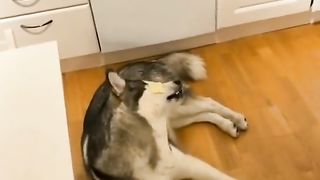 funnyanimals 7
