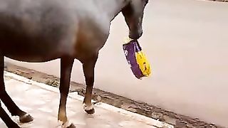 thief horse